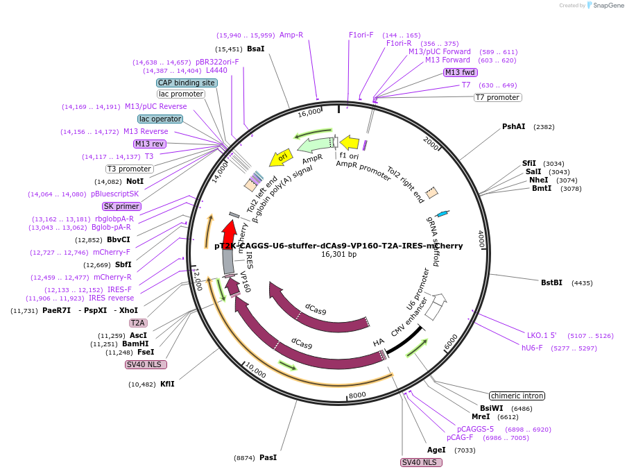114726-plasmid-map-sequence-id-222619