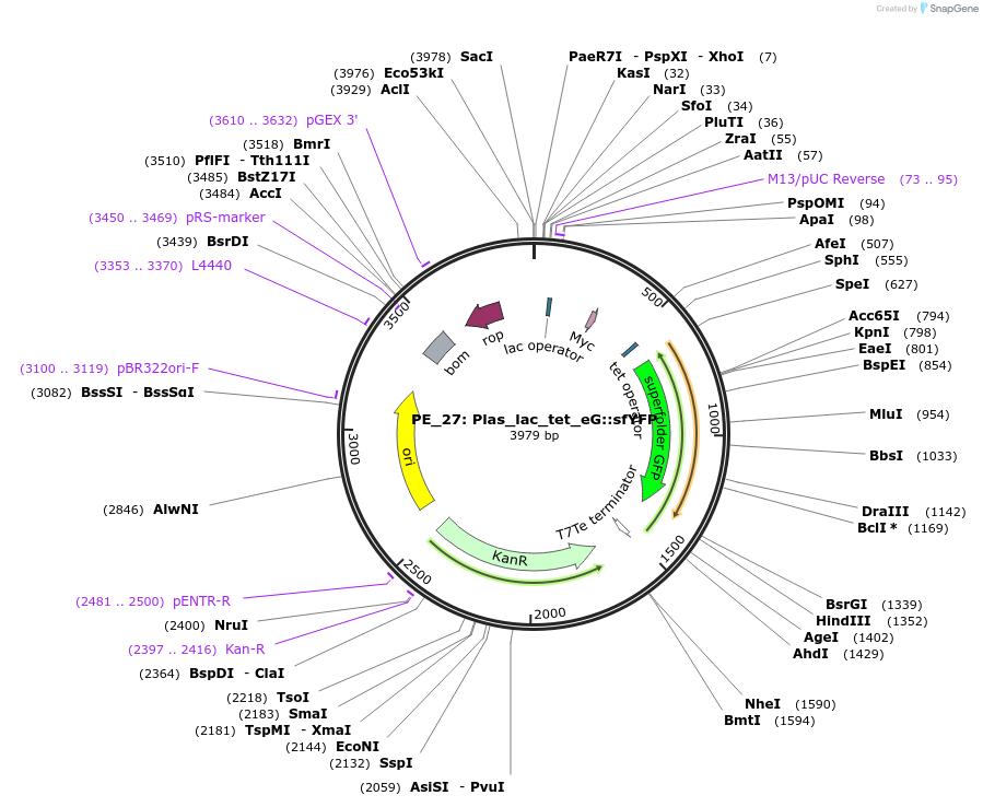 104888-plasmid-map-sequence-id-222621