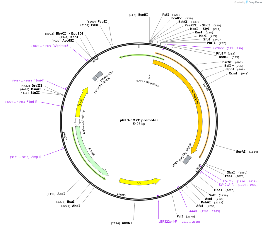 114724-plasmid-map-sequence-id-222634