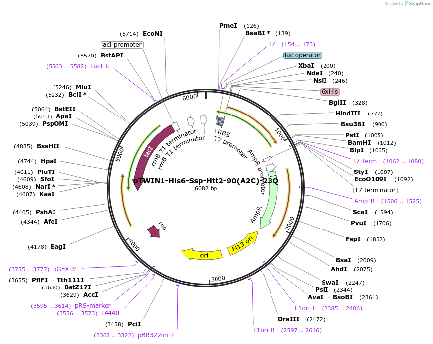 114612-plasmid-map-sequence-id-222643