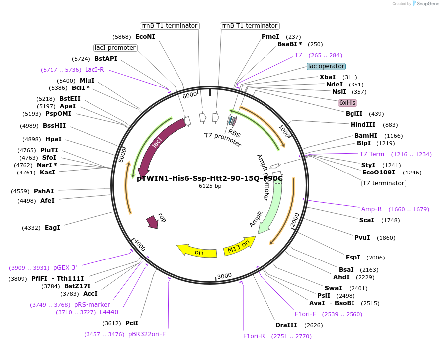 114611-plasmid-map-sequence-id-222644