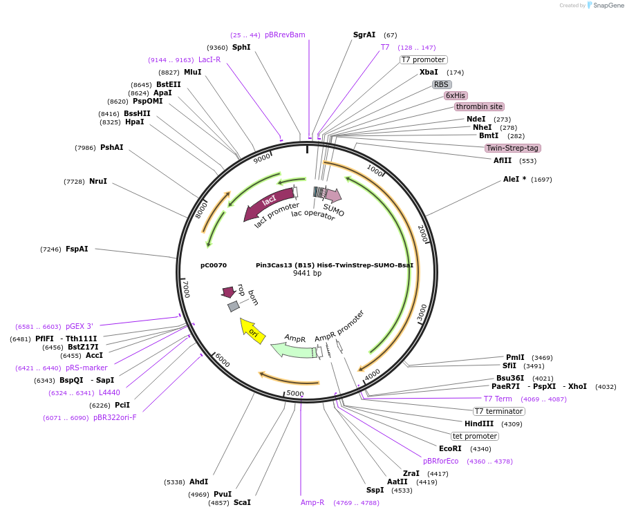 115220-plasmid-map-sequence-id-222652
