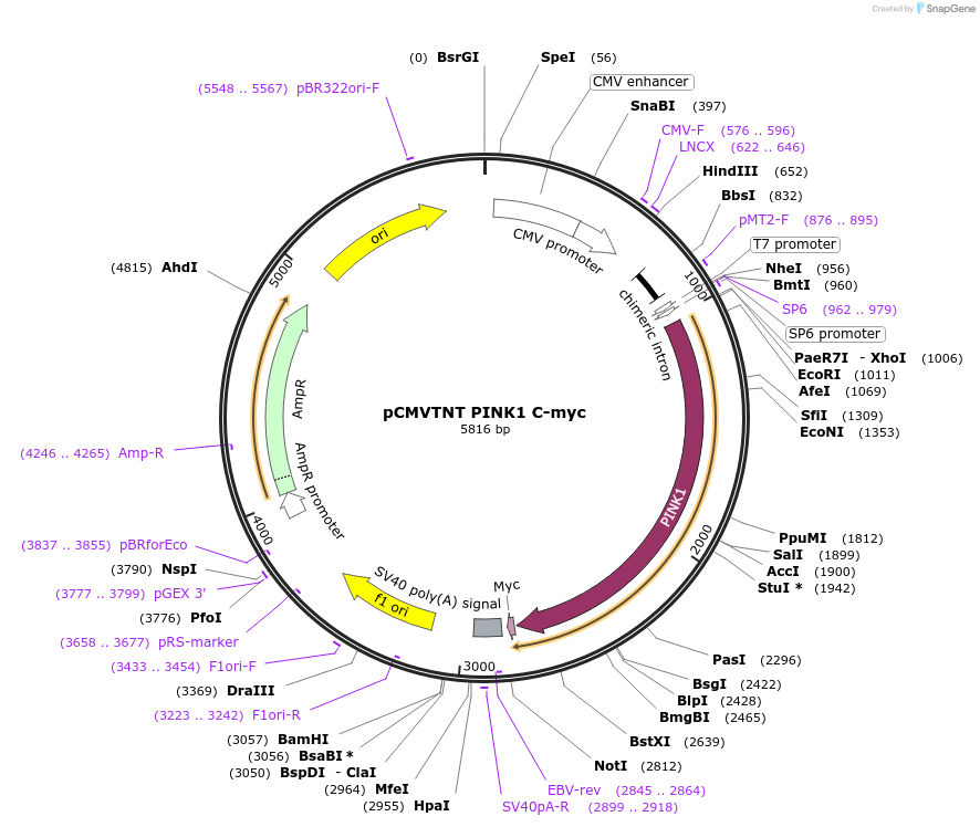 13314-plasmid-map-sequence-id-222654