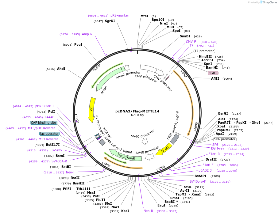 53740-plasmid-map-sequence-id-222658