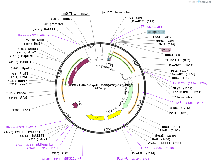 114619-plasmid-map-sequence-id-222659