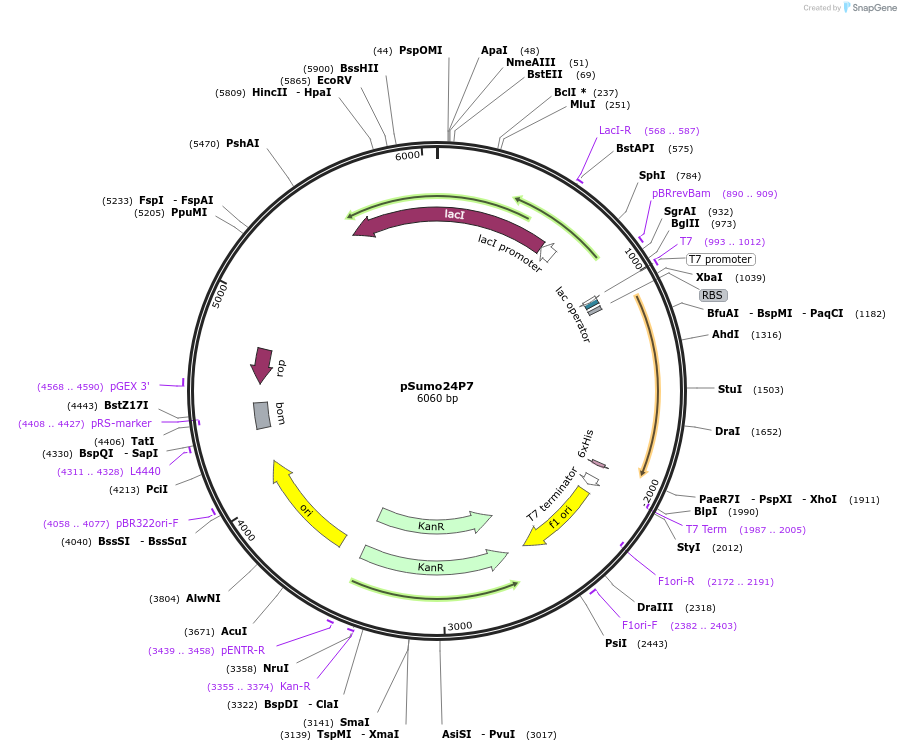 113072-plasmid-map-sequence-id-222663