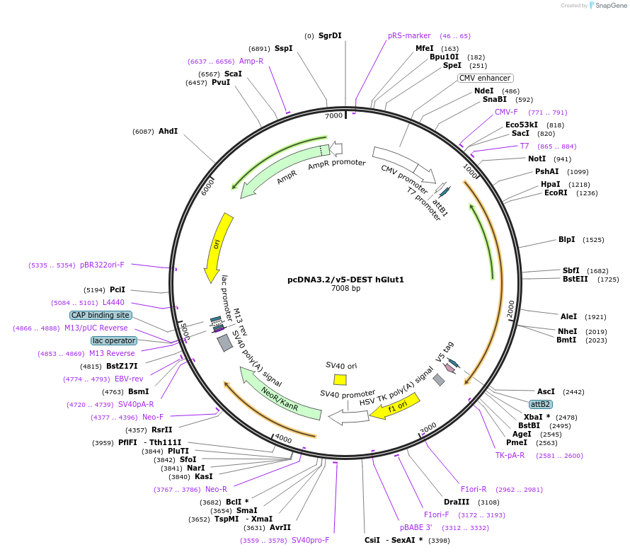 18085-plasmid-map-sequence-id-222665