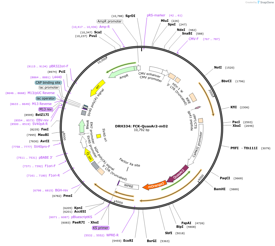 51692-plasmid-map-sequence-id-222667