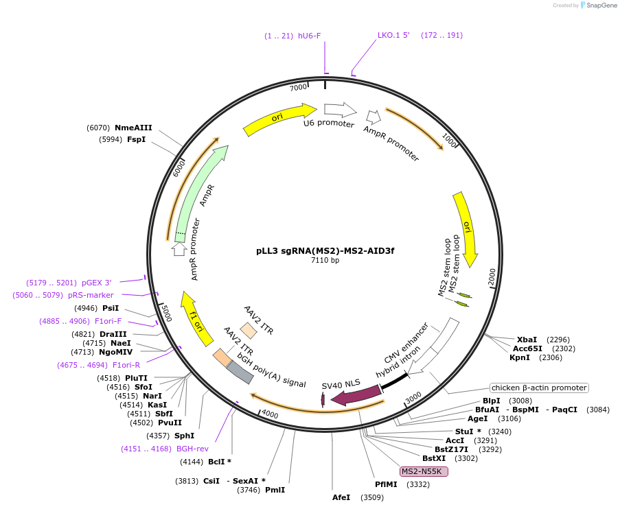 112129-plasmid-map-sequence-id-222668