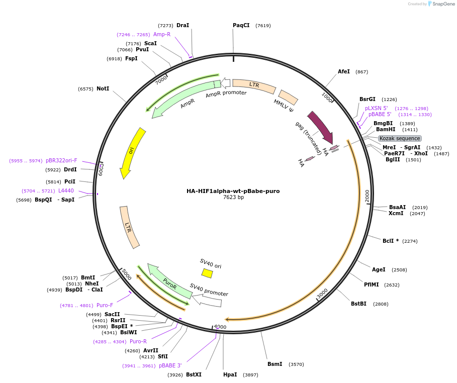 19365-plasmid-map-sequence-id-222670