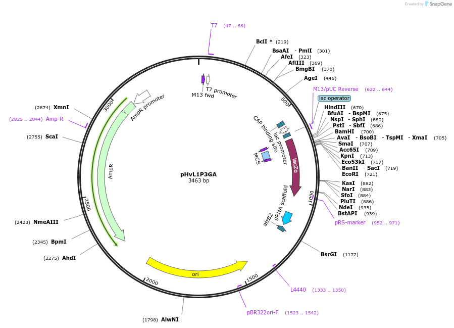 112027-plasmid-map-sequence-id-222710