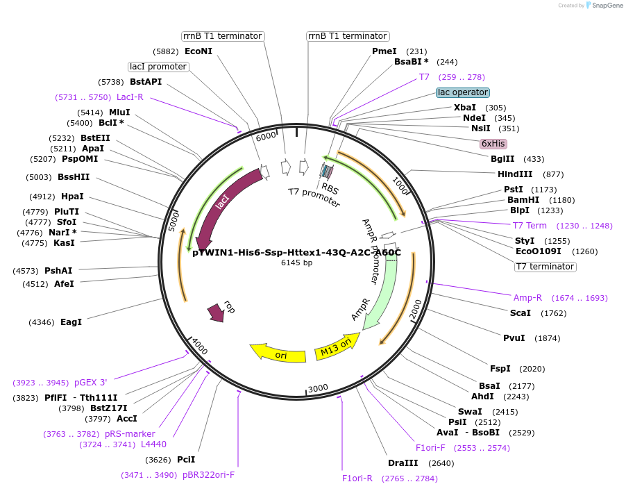 114623-plasmid-map-sequence-id-222719
