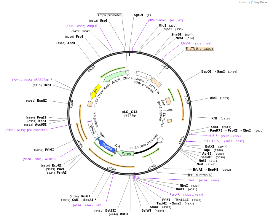 111594-plasmid-map-sequence-id-222726