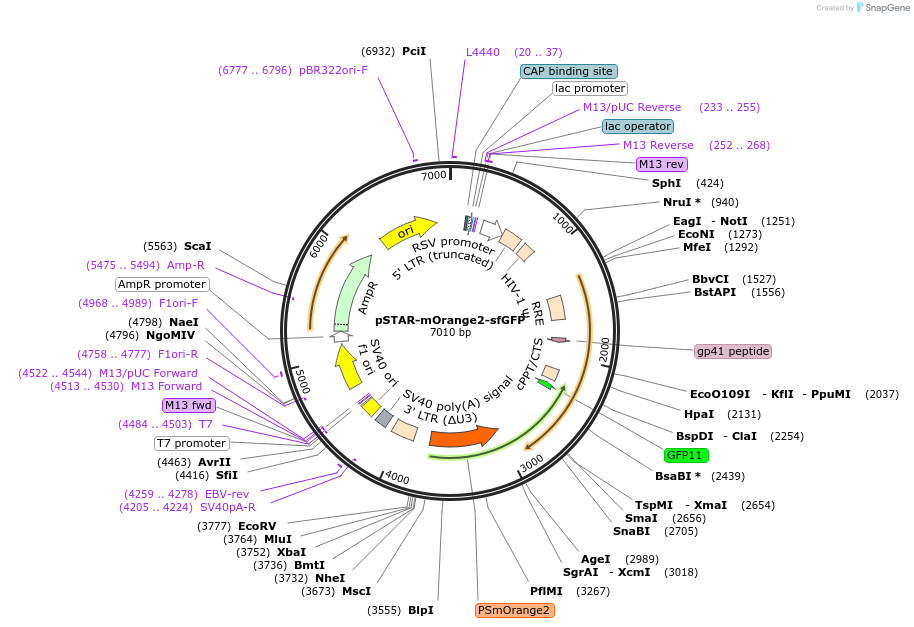 115693-plasmid-map-sequence-id-222728