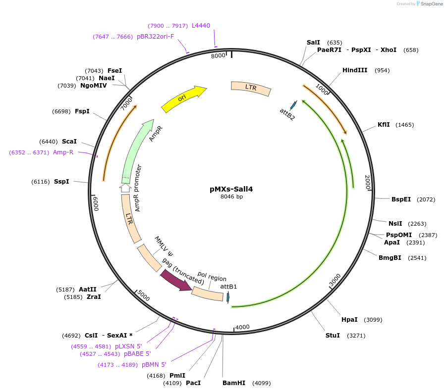13361-plasmid-map-sequence-id-222738