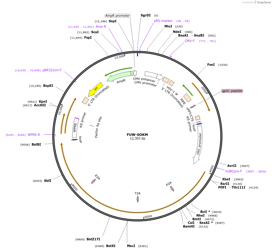 20325-plasmid-map-sequence-id-222757