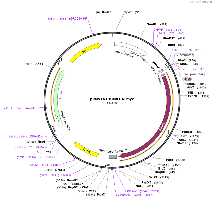 13313-plasmid-map-sequence-id-222763