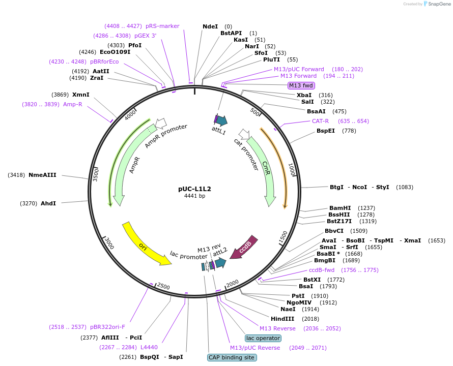 114017-plasmid-map-sequence-id-222768