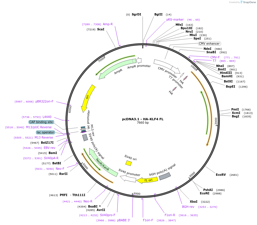 34593-plasmid-map-sequence-id-222769
