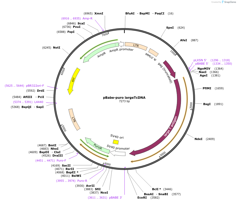 14088-plasmid-map-sequence-id-222774
