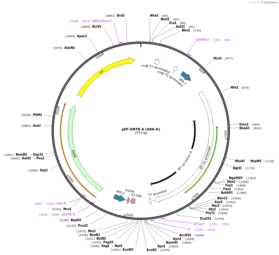 17427-plasmid-map-sequence-id-222777