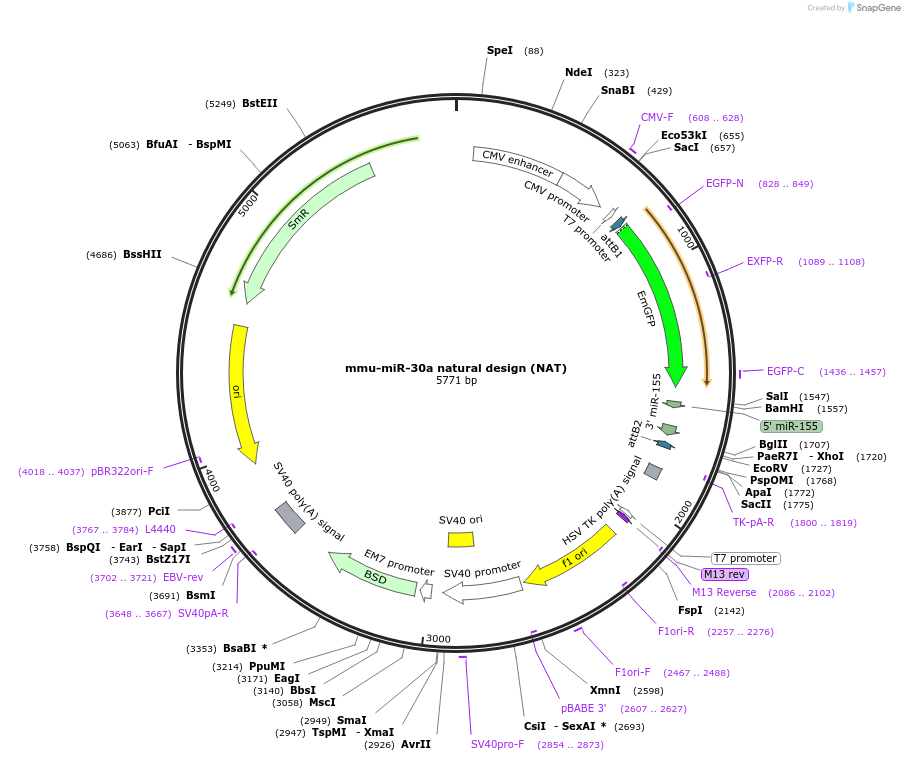 107791-plasmid-map-sequence-id-222779