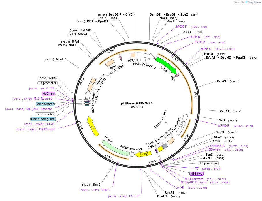 22240-plasmid-map-sequence-id-222790