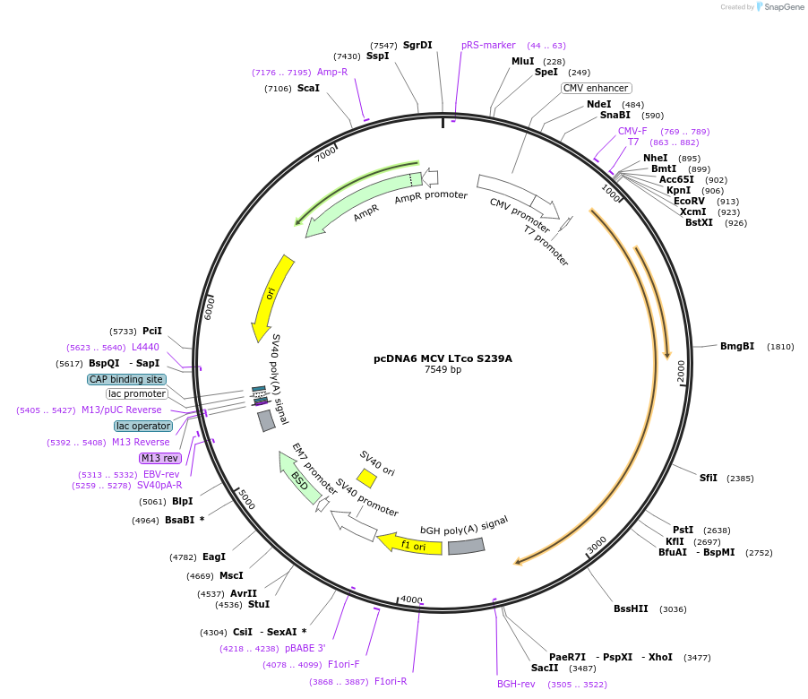 112194-plasmid-map-sequence-id-222807