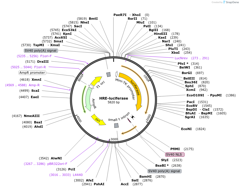 26731-plasmid-map-sequence-id-222823