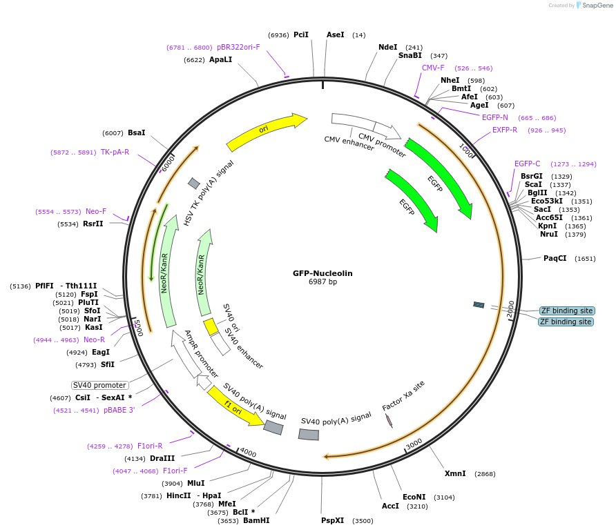 28176-plasmid-map-sequence-id-222825