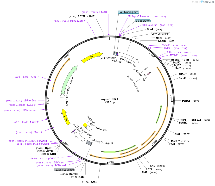 31961-plasmid-map-sequence-id-222826