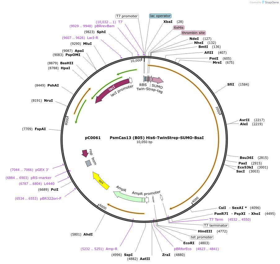 115211-plasmid-map-sequence-id-222891