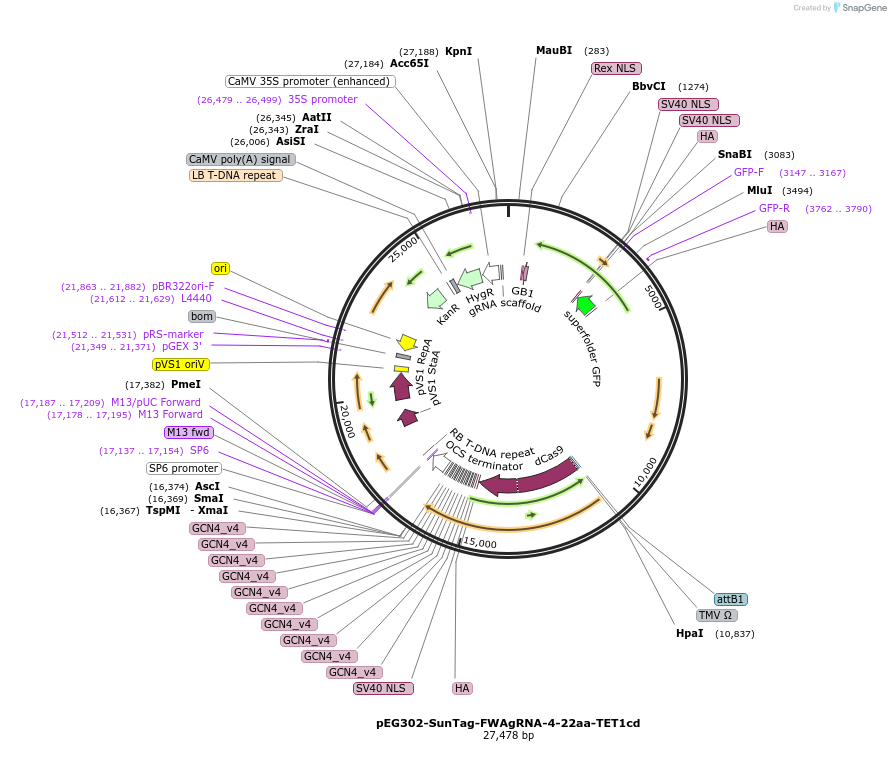 115344-plasmid-map-sequence-id-222905