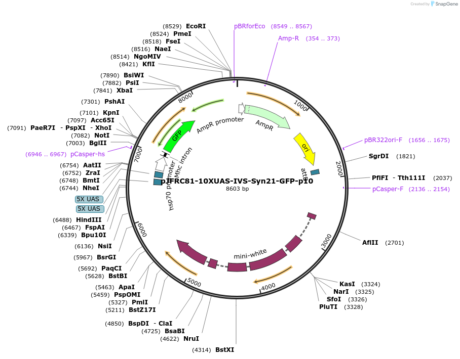 36432-plasmid-map-sequence-id-222906
