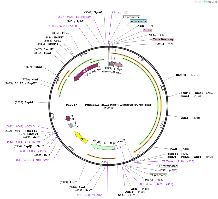 115218-plasmid-map-sequence-id-222908