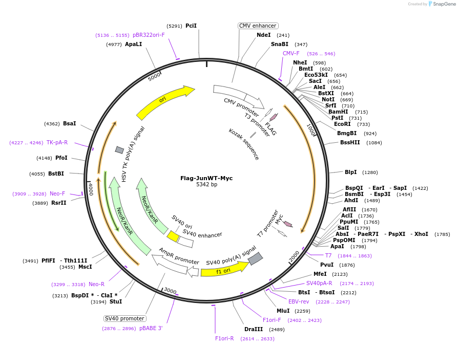 47443-plasmid-map-sequence-id-222909