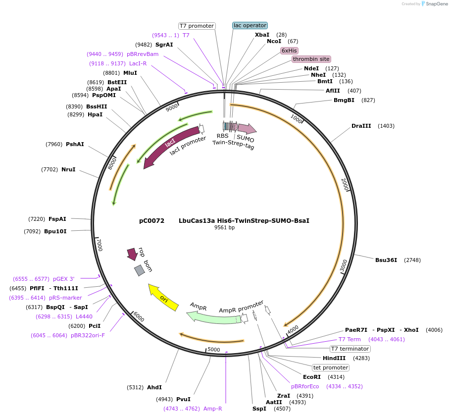 115267-plasmid-map-sequence-id-222910