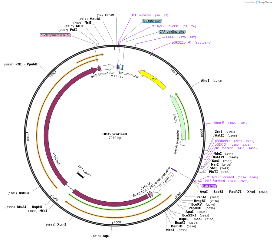 52254-plasmid-map-sequence-id-222914