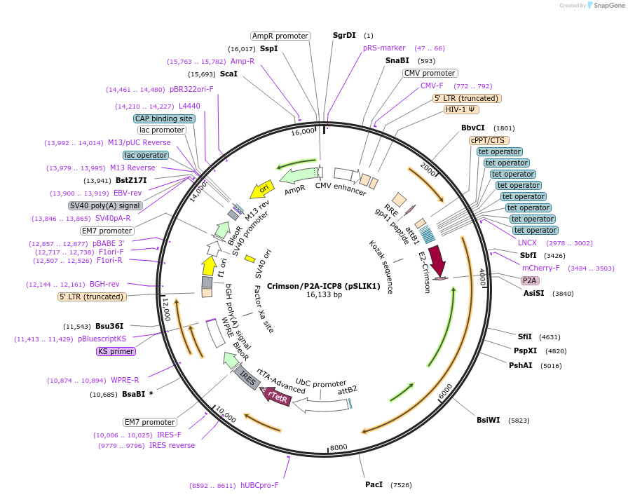 113856-plasmid-map-sequence-id-222918