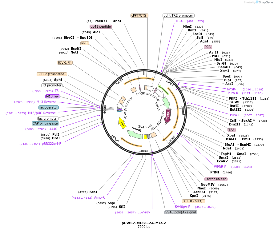 71782-plasmid-map-sequence-id-222919
