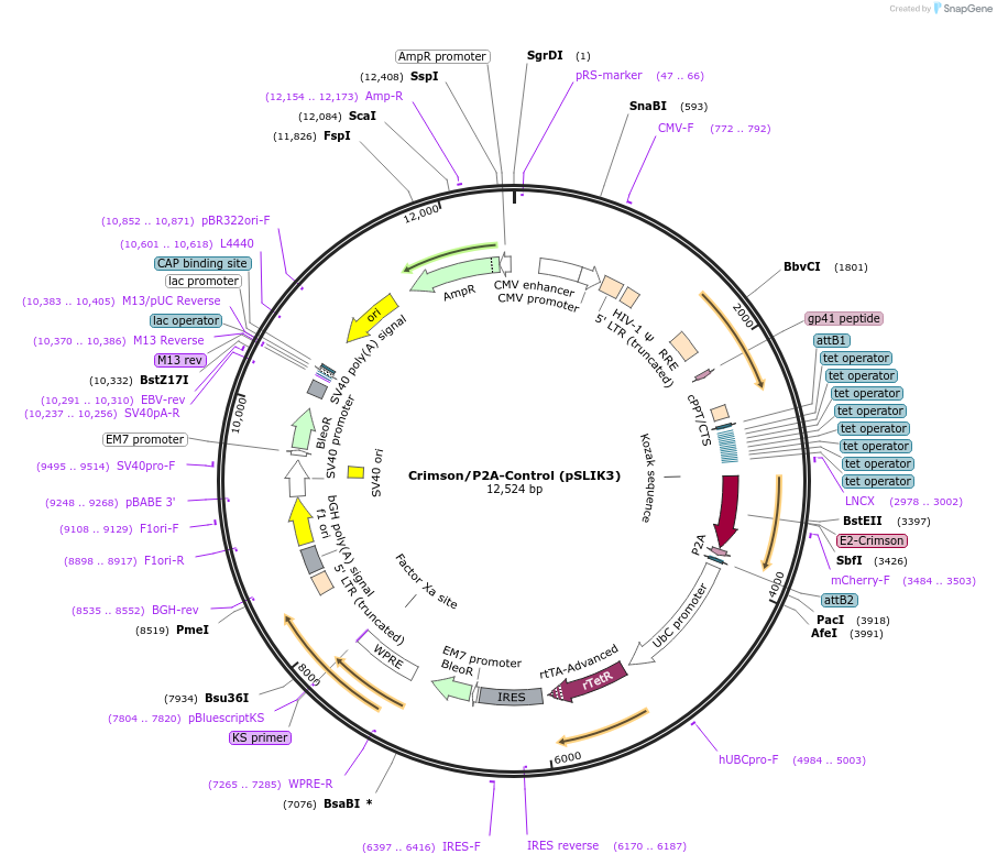 113858-plasmid-map-sequence-id-222920