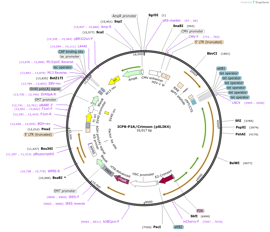 113859-plasmid-map-sequence-id-222948