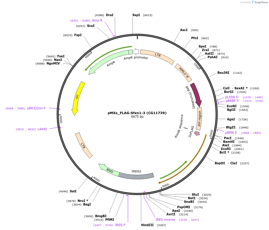 110642-plasmid-map-sequence-id-222960