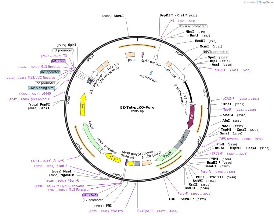 85966-plasmid-map-sequence-id-222961