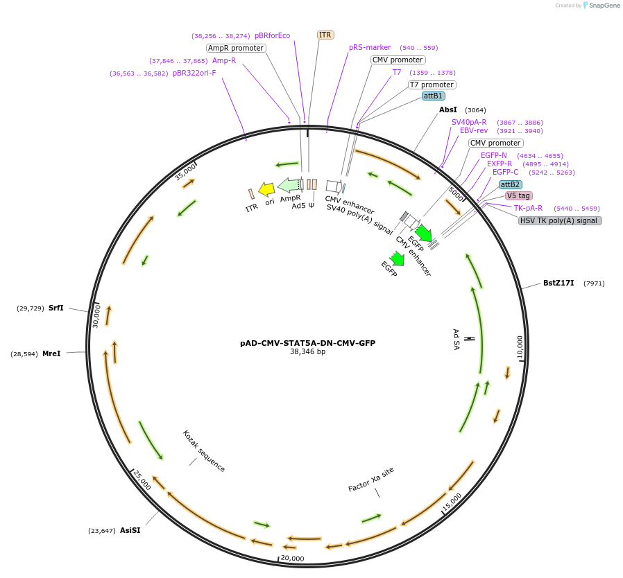 83252-plasmid-map-sequence-id-222965