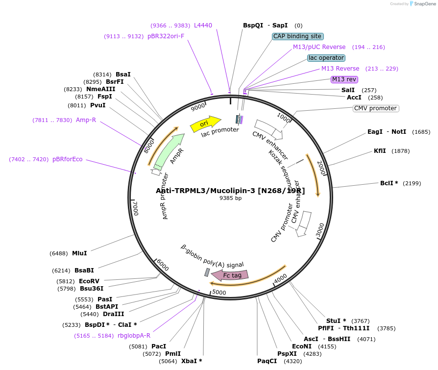 114477-plasmid-map-sequence-id-222976
