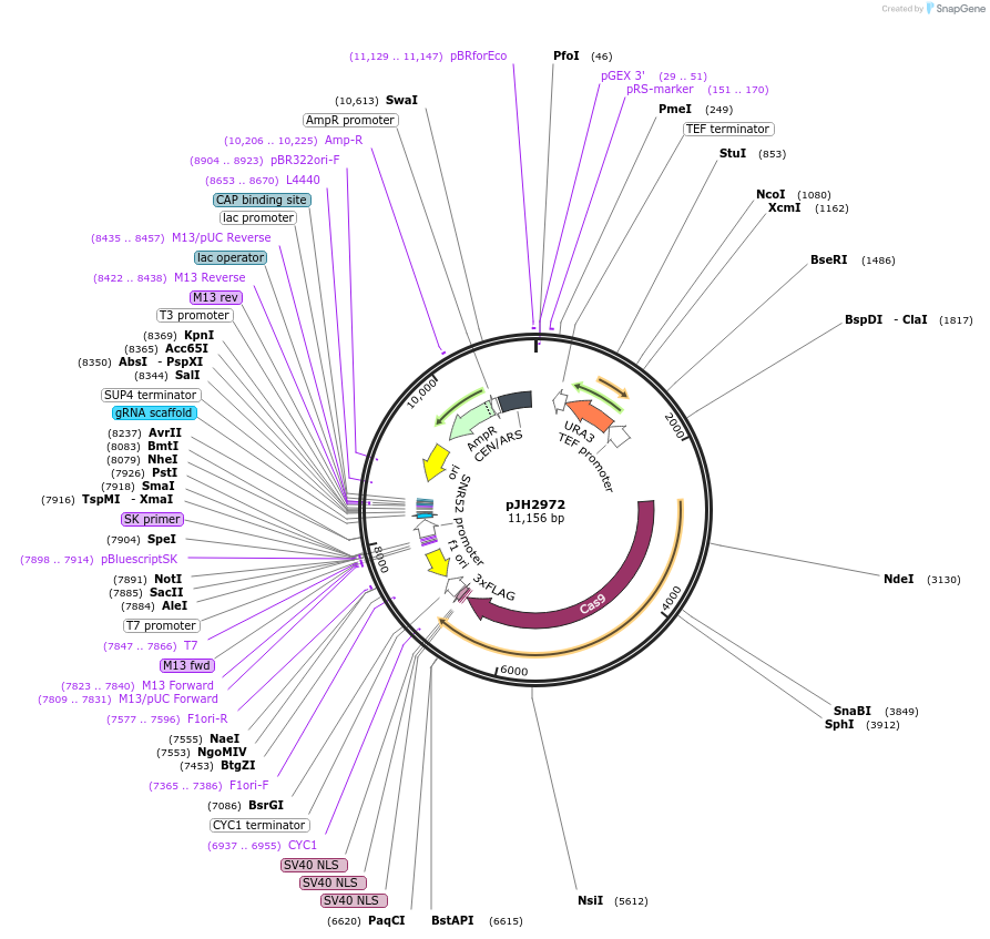100956-plasmid-map-sequence-id-222978