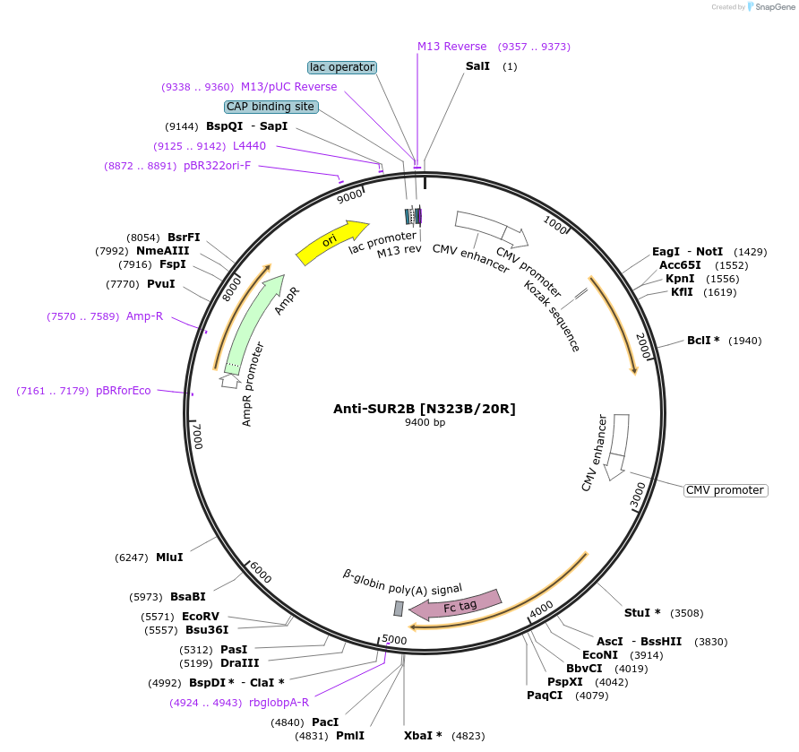 114480-plasmid-map-sequence-id-222994