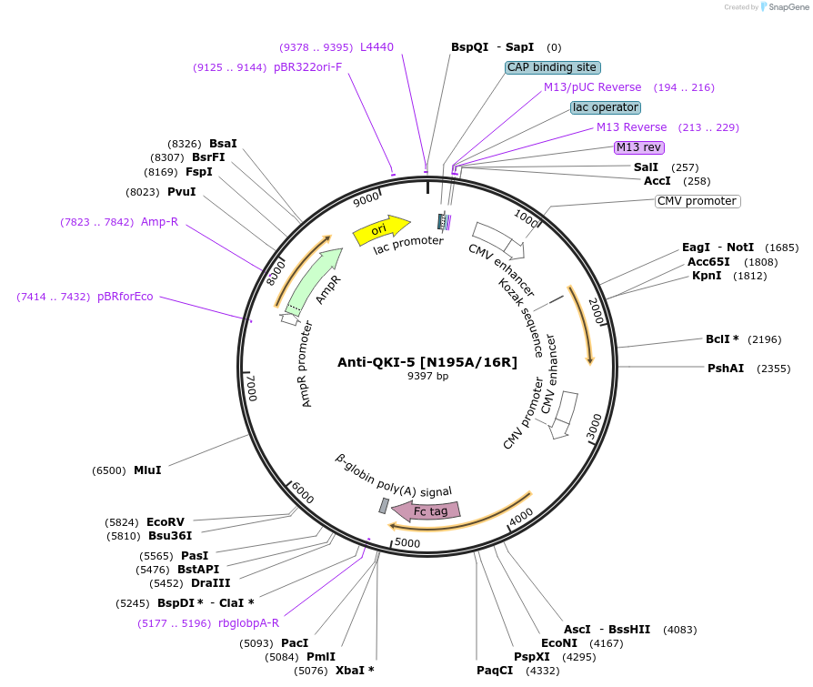 114481-plasmid-map-sequence-id-222996