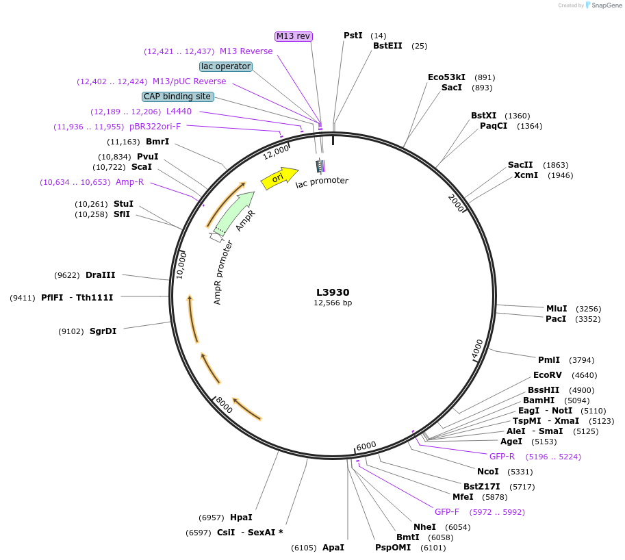1613-plasmid-map-sequence-id-223